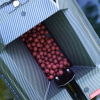 Прикормочный кораблик RIPPTON CatchX Mini GPS Bait Boat1