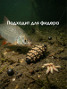 Пеллетс Carptravel Pellets Garlic 2мм 400 г (Чеснок)   Белый7
