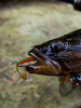 Крючок офсетный  Рыболовная империя Fish_Emp OFFSET Size 2 Никель 5шт